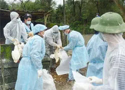 Bộ Nông nghiệp chỉ đạo trực tuyến phòng chống cúm gia cầm với các địa phương và UBND Tp HCM triển khai Chỉ thị 04