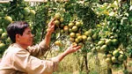Giúp cây trồng phát triển tốt thông qua quản lý dinh dưỡng
