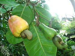 Niên vụ 2012: Doanh nghiệp điều cần hơn 29.000 tỷ đồng để hoạt động