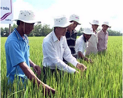 Từ sự kiện giúp bông to, hạt chắc - giúp tăng chất lượng hạt gạo Việt Nam