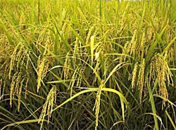 Nông dân trồng lúa suy nghĩ và đổi thay trên luống cày