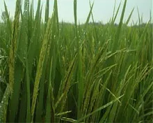 Hội nghị quốc gia về phòng chống dịch rầy nâu, vàng lùn lùn xoắn lá giai đoạn 2006-2011 và triển khai các biện pháp phòng chống dịch hại lúa giai đoạn 2012-2015
