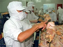 Quy hoạch lại các cơ sở giết mổ gia súc, gia cầm