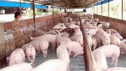 Phát hiện ,xử lý các doanh nghiệp và nguời chăn nuôi sử dụng chất tạo nạc cho gia súc