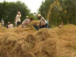 Cần hạn chế ngay giống phẩm cấp thấp