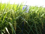Những lưu ý trong việc chọn giống lúa cho vụ hè thu 2012 tại các tỉnh Nam Bộ