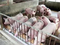 Hướng đến sản phẩm chăn nuôi an toàn không sử dụng hóa chất cấm