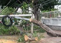 EVN HCMC: Khắc phục hoàn tất các sự cố do bão số 1 gây ra
