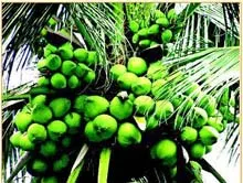 Tiềm năng của ngành dừa