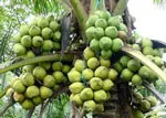 Bến Tre tôn vinh những người trồng dừa