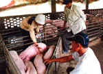 Quản lý việc bán tháo và vận chuyển heo trong phòng chống dịch heo tai xanh
