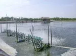 Hơn 30% diện tích thả tôm ở Cần Giờ bị thiệt hại