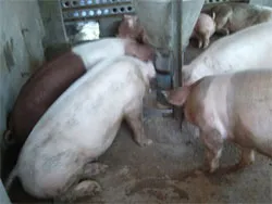 Cửa hàng thuốc thú y và nông dân Tp cam kết không kinh doanh chất kích thích tạo nạc trong chăn nuôi