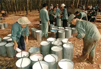 Hiệp hội cao su Việt Nam kiến nghị: “Siết lại các doanh nghiệp xuất khẩu trong ngành