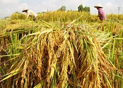 Giảm thất thoát sau thu hoạch - Khâu đột phá sản xuất lúa gạo