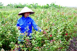 TPHCM điều chỉnh tiêu chí Nông thôn mới