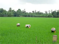 Phòng trừ tốt dịch hại để canh tác lúa hè thu 2012 hiệu quả