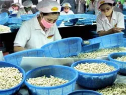 Nhận định thách thức cho ngành điều Việt Nam