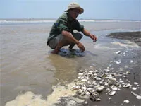 Nghêu nuôi ở Cần Giờ bị sốc môi trường