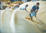 Đến tháng 6/2012, các doanh nghiệp đã ký hợp đồng xuất khẩu 5 triệu tấn gạo