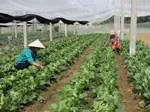 Tăng cường kiểm soát việc sản xuất và tiêu thụ rau, quả an toàn tại TPHCM