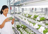 Cần tuyến xe buýt cho Khu Nông nghiệp Công nghệ cao