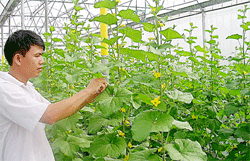 Thành phố chú trọng quy hoạch đầu tư cho sản xuất giống nông nghiệp