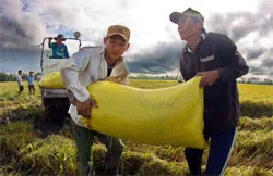 Vụ lúa Hè Thu 2012: Cần làm ngay việc mua tạm trữ