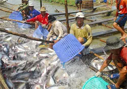 Cần xác định tình trạng thừa cá tra và giải pháp xử lý