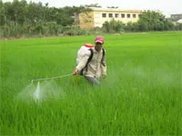 Cảnh báo bệnh đạo ôn lá và cổ bông lúa Hè Thu tăng mạnh