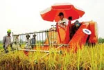 Tiếp tục vượt khó trong tiêu thụ lúa gạo vụ Hè Thu và cả năm 2012
