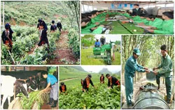 VĐHN: Dạy nghề lao động nông thôn