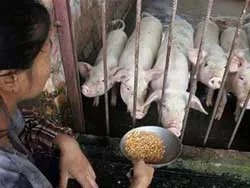 Nông dân TPHCM còn nhiều khó khăn