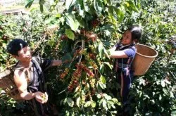 Phát huy tiềm năng, thế mạnh của Tây Nguyên trong thời gian tới