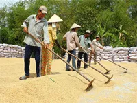 Địa phương đề xuất Chính phủ tăng mức thu mua lúa gạo tạm trữ