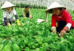 TPHCM: Bắt đầu xây dựng chuỗi giá trị ngành hàng rau an toàn