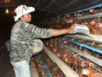 Kế hoạch phát triển chăn nuôi bình ổn thị trường ở TPHCM