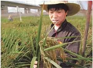 Ứng dụng công nghệ sinh học trong nông nghiệp: Hướng phát triển cho tương lai
