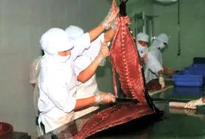 Đề xuất Chính phủ đề án thí điểm hiện đại hóa tàu khai thác cá ngừ