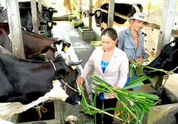 Tân Thông Hội phát huy vai trò tiên phong của Đảng viên trong xây dựng nông thôn mới