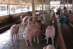 Sản xuất chăn nuôi cả nước tiếp tục gặp nhiều khó khăn