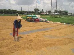 Bình luận: Dự trữ lúa gạo thay vì tạm trữ