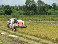Sản xuất và tiêu thụ nông sản chưa gắn kết, vì sao?