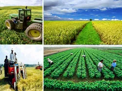 Gia tăng giá trị hàng hóa nông nghiệp cho nông dân
