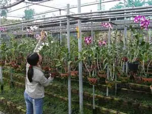Nông dân du học góp phần phát triển nông nghiệp đô thị