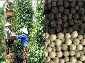 Xuất khẩu nông lâm thuỷ sản 8 tháng năm 2012 ước đạt hơn 18 tỷ USD