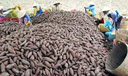 Thương lái nước ngoài “bỏ của chạy lấy người”, nông dân Việt Nam gánh chịu mọi rủi ro