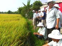 Hội thảo về sản xuất lúa theo tiêu chuẩn VietGap
