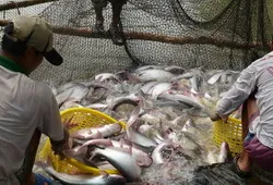 Quyết liệt cứu ngành chăn nuôi