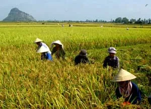 Nên để nông dân tạm trữ lúa